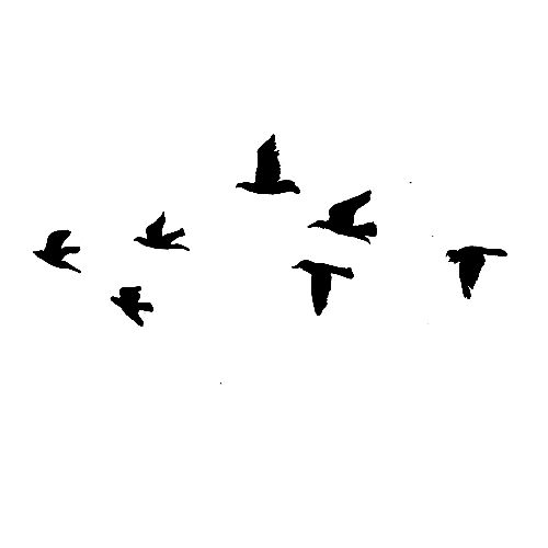 Birds Png   Google Search - Flying Bird, Transparent background PNG HD thumbnail