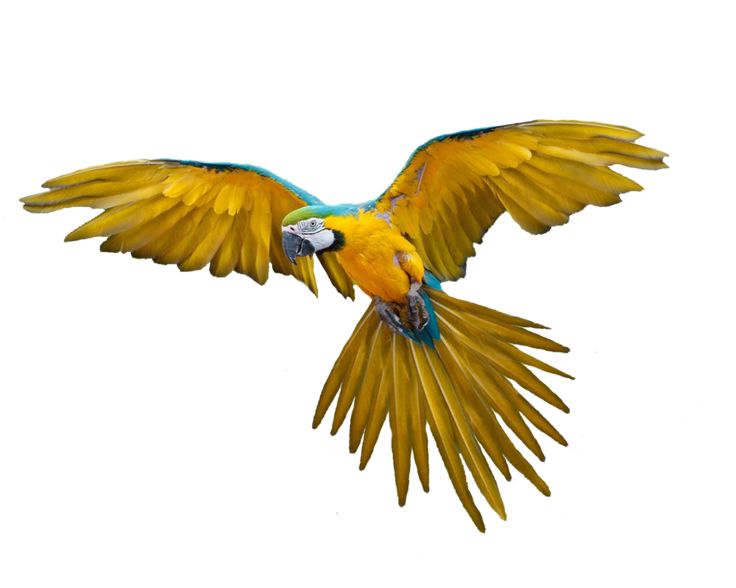Gif Flying Bird Images | Png Bird By Moonglowlilly | Wind Beneath My Wings | Pinterest - Flying Bird, Transparent background PNG HD thumbnail