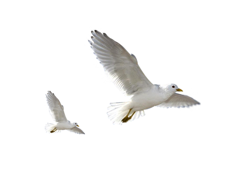 Png Birds By Eross 666 On Clipart Library - Flying Bird, Transparent background PNG HD thumbnail