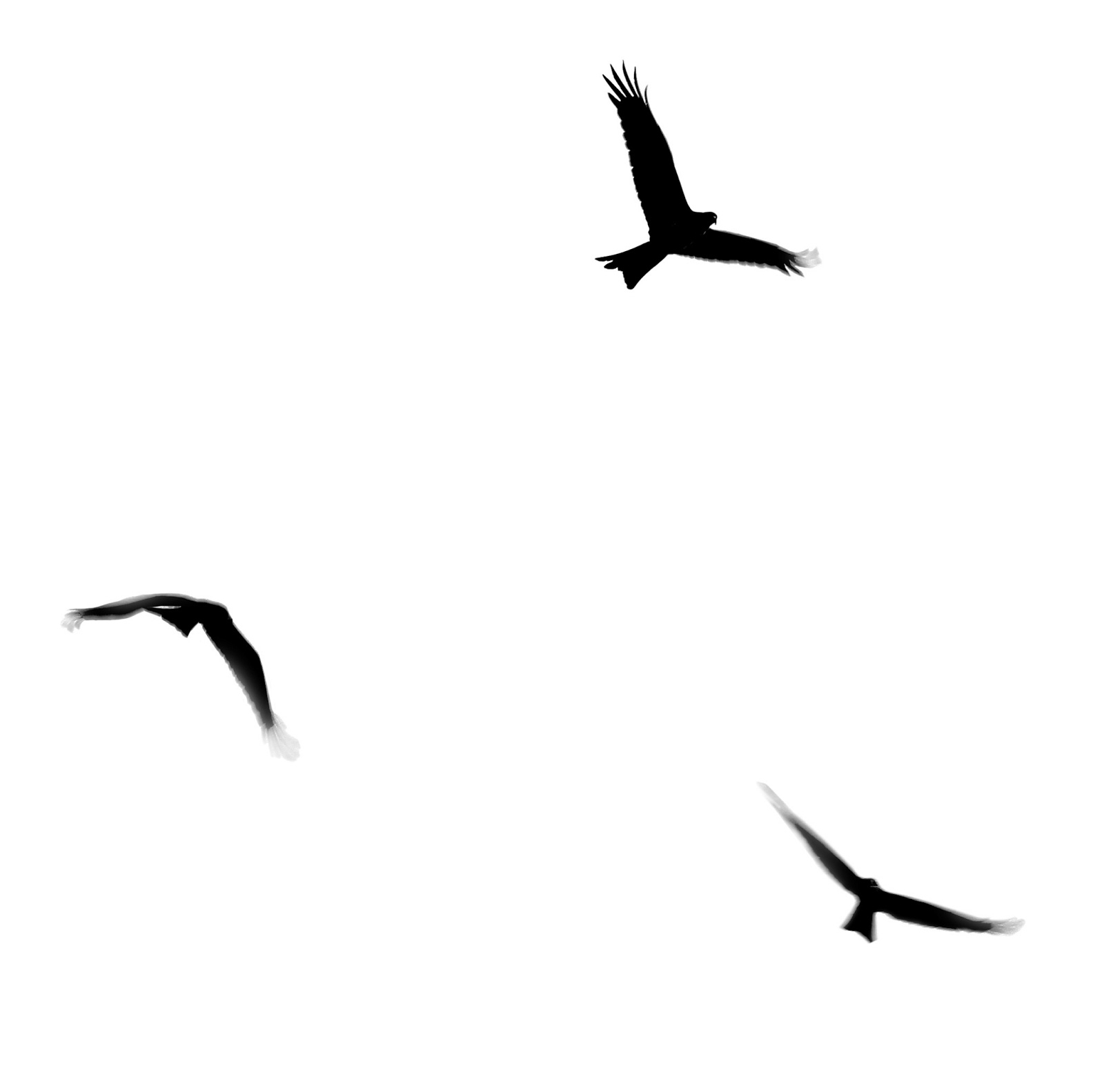 Stock Pictures: Silhouettes Of Birds In Flight - Flying Bird, Transparent background PNG HD thumbnail