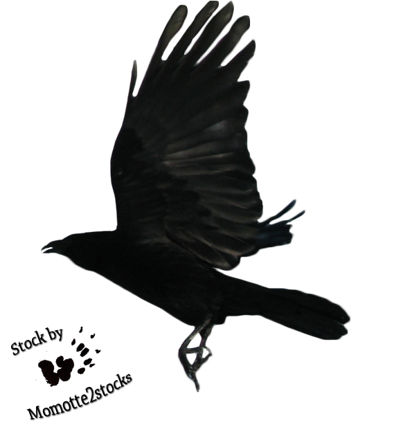 Flying Crow Png Black And White - Flying Crow Png Black And White Hdpng.com 595, Transparent background PNG HD thumbnail