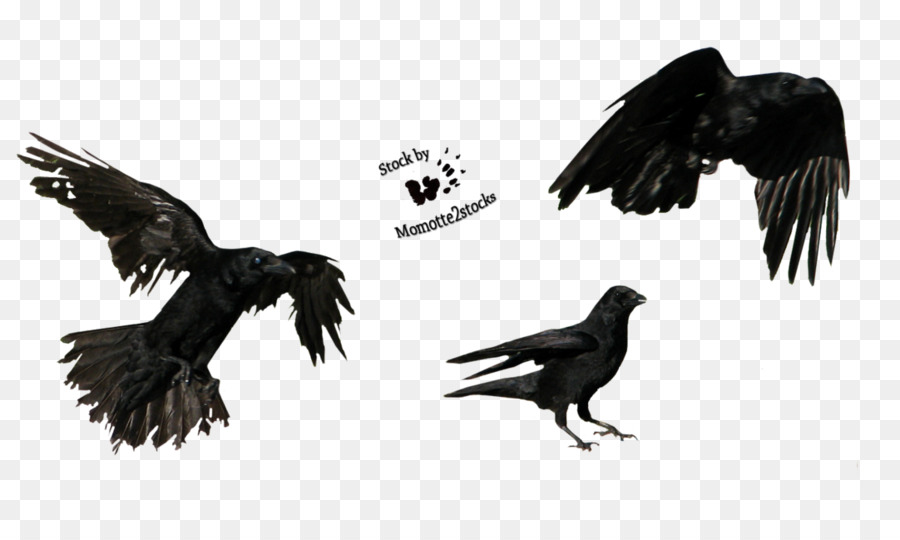 American Crow Tattoo Three Crows   Flying Crow Png - Flying Crow Black And White, Transparent background PNG HD thumbnail