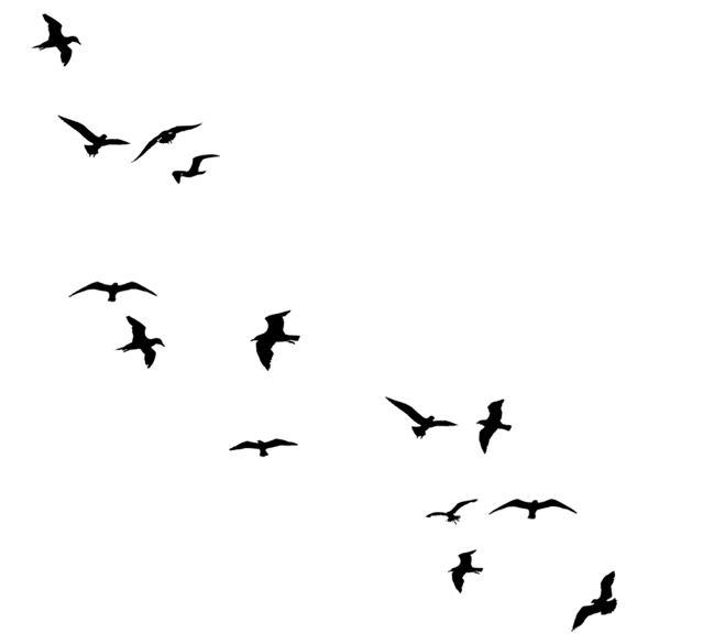 Birds Flying Away Silhouette Line - Flying Crow Black And White, Transparent background PNG HD thumbnail
