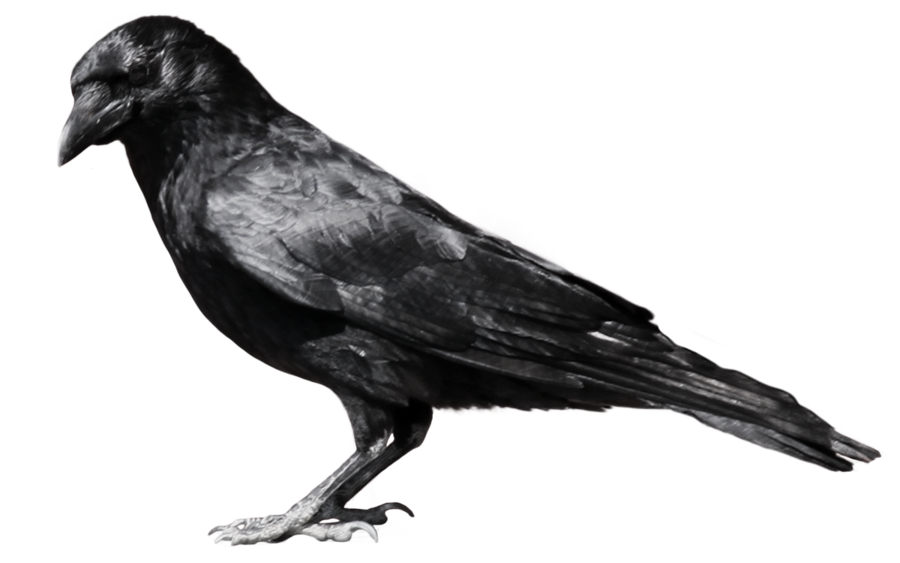 Flying Crow PNG Black And White - BIRDS WINGS Favourites