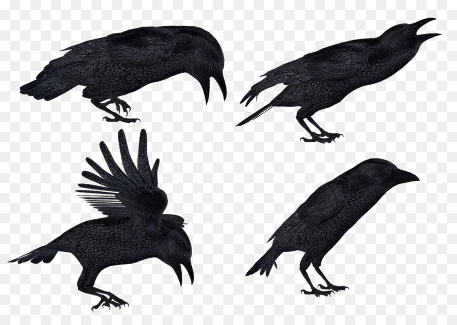 Flying Crow PNG Black And White - Common Raven Clip Art 