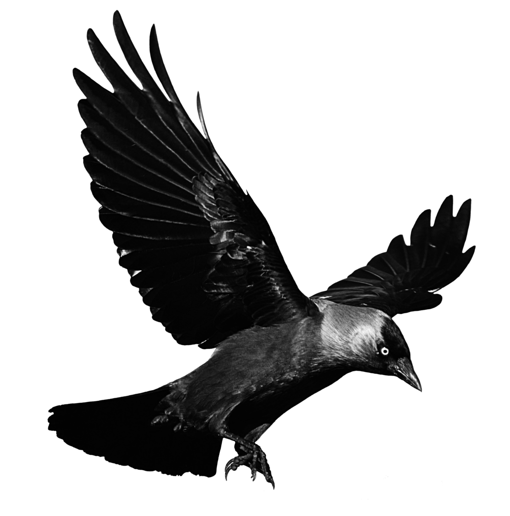 Flying Crow Png Black And White - Download Png Image   Raven Flying Transparent Background 274, Transparent background PNG HD thumbnail