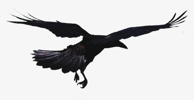Flying Crow Png Black And White - Flying Crow, Crow, Birds, Fly Png Image And Clipart, Transparent background PNG HD thumbnail
