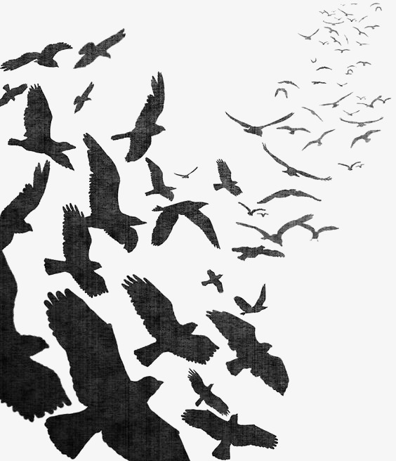 Watercolor Crow, Black Crow, Birds, Flying Crow Png Image And Clipart - Flying Crow Black And White, Transparent background PNG HD thumbnail