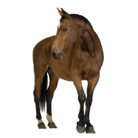 Clipart Brown Horse Png Image, Free Download Picture, Transparent Background - Foal, Transparent background PNG HD thumbnail