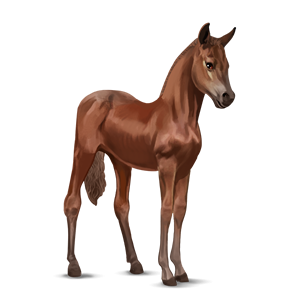File:chestnut Argentinean Criollo Foal.png - Foal, Transparent background PNG HD thumbnail