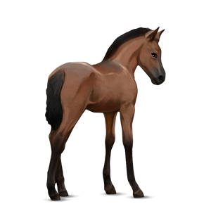 File:nw Foal Bay.png - Foal, Transparent background PNG HD thumbnail