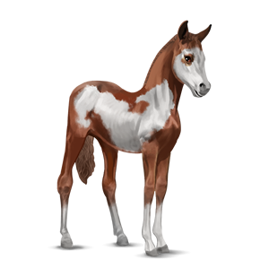 File:paint Horse Foal   Chestnut Overo.png - Foal, Transparent background PNG HD thumbnail
