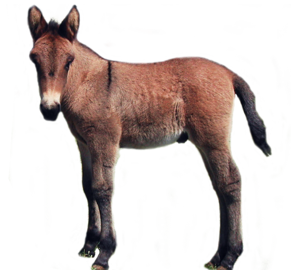 Foal Png Stock By Lubman Hdpng.com  - Foal, Transparent background PNG HD thumbnail