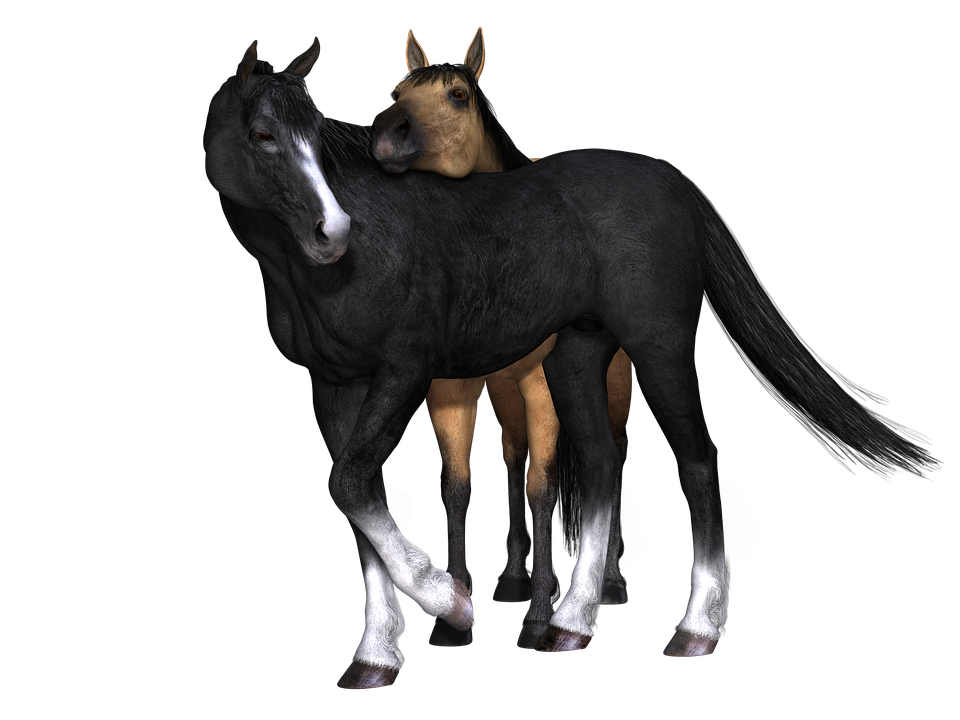 Horse Brown Black Animal Equestrian 3D Far - Foal, Transparent background PNG HD thumbnail