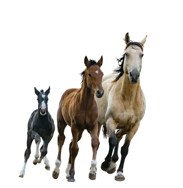 Horses, Mare, Foals, Isolated, Cutout, Colt, Running - Foal, Transparent background PNG HD thumbnail