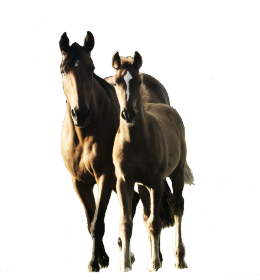 Mare And Foal Precut By Mepaine Hdpng.com  - Foal, Transparent background PNG HD thumbnail