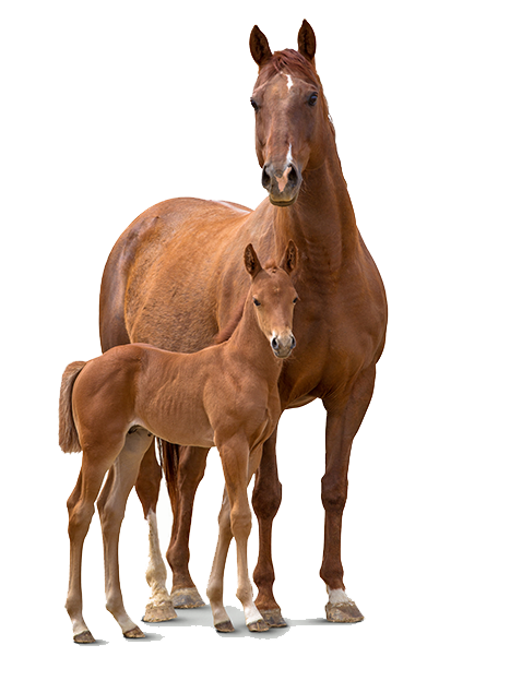 Our Horses, Our Edge   Horse And Foal Png - Foal, Transparent background PNG HD thumbnail