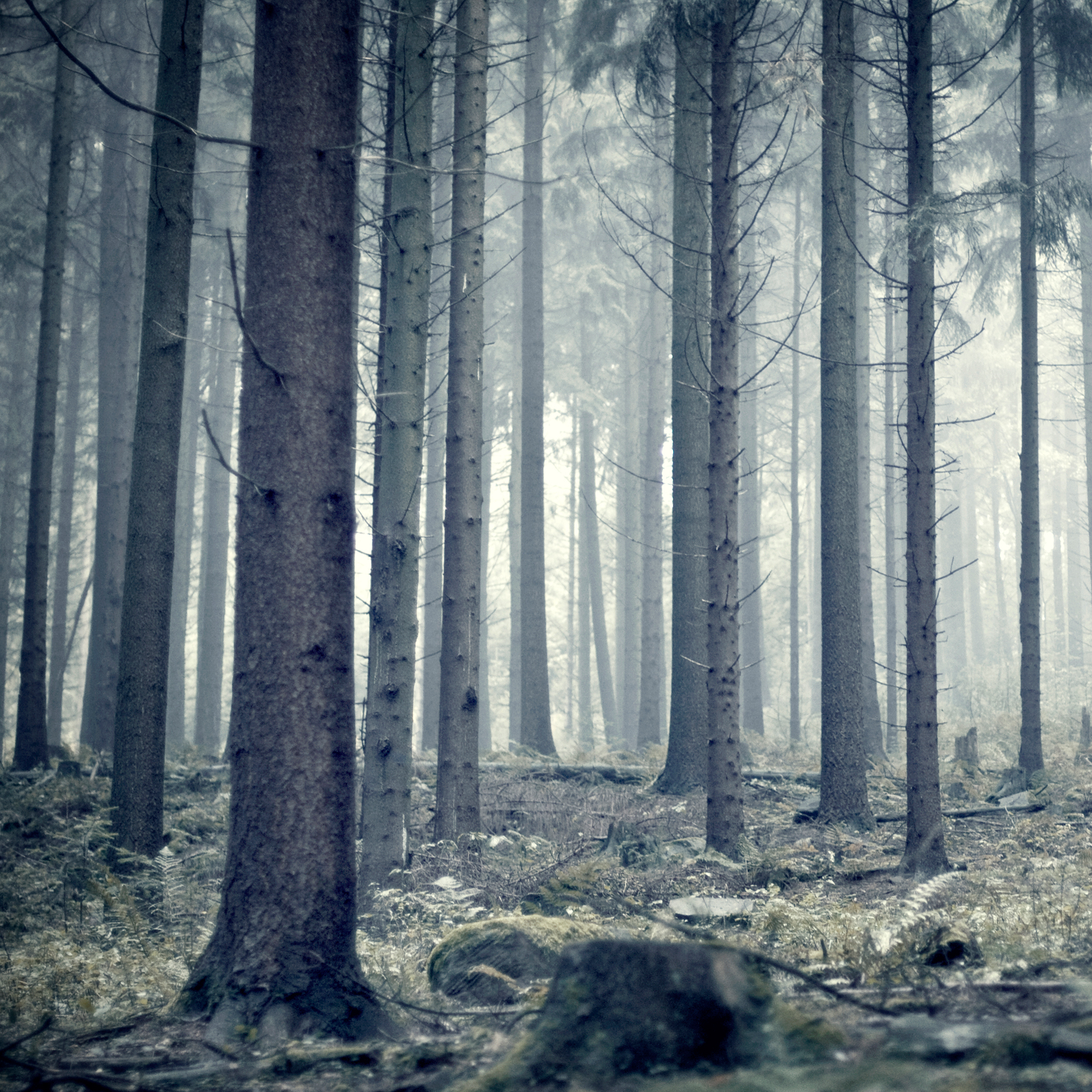 Dark Forest Wallpaper - Forest Images, Transparent background PNG HD thumbnail