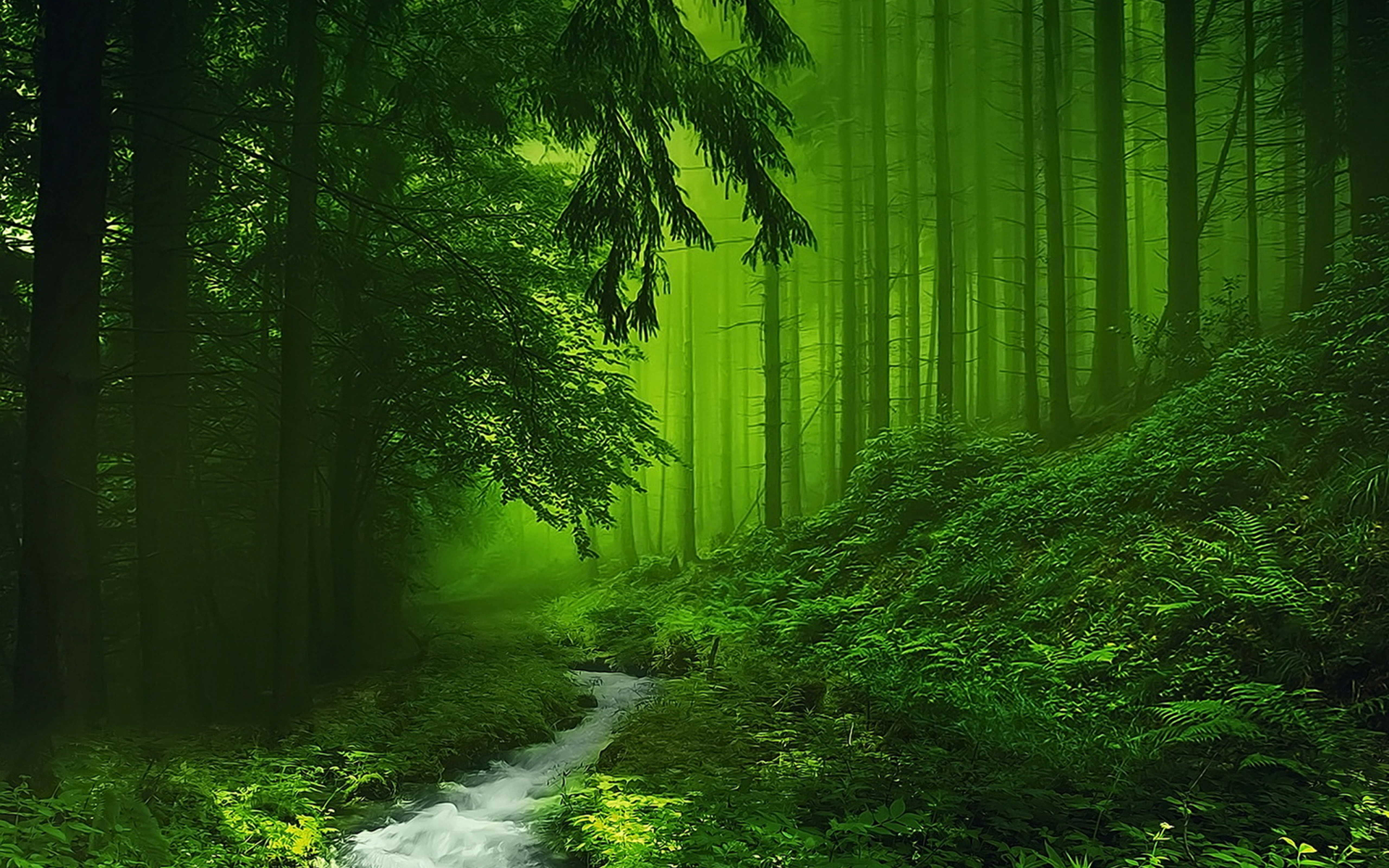 Best HD Greenish Forest Image