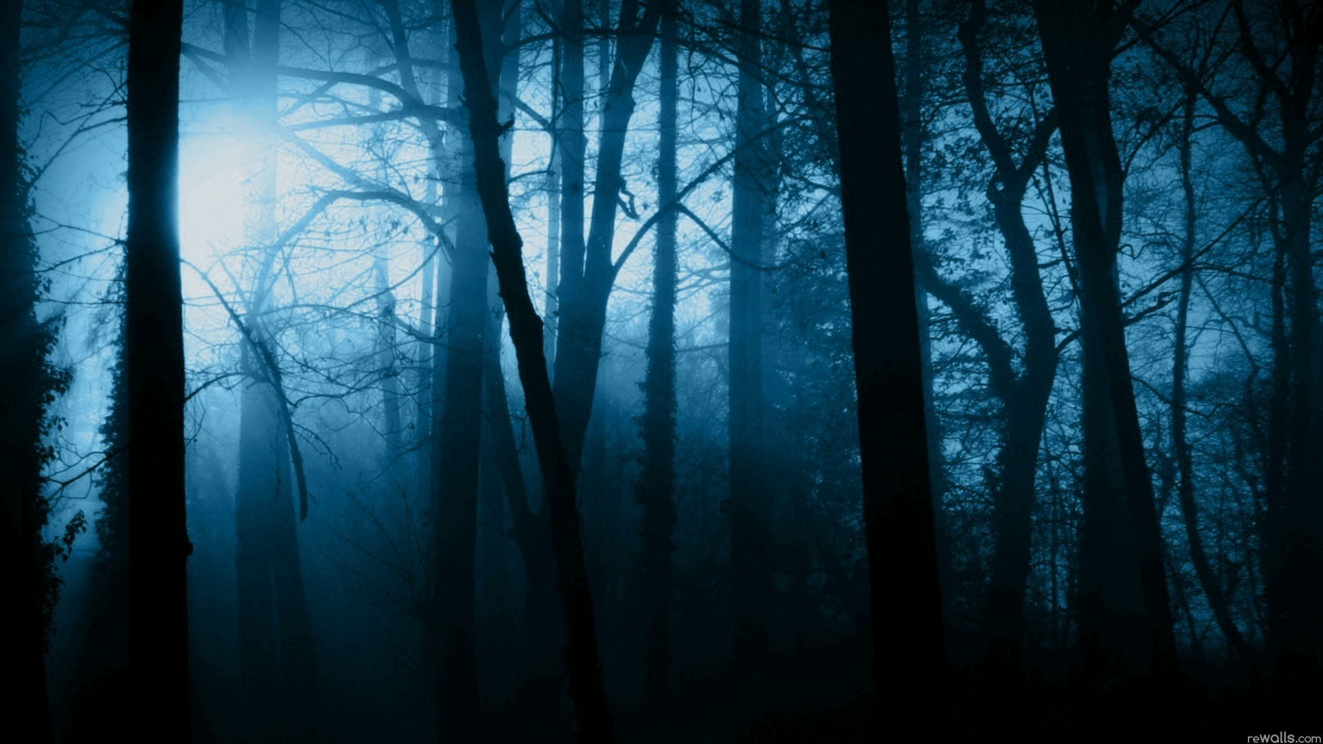 The Dark Forest.png - Forest Images, Transparent background PNG HD thumbnail