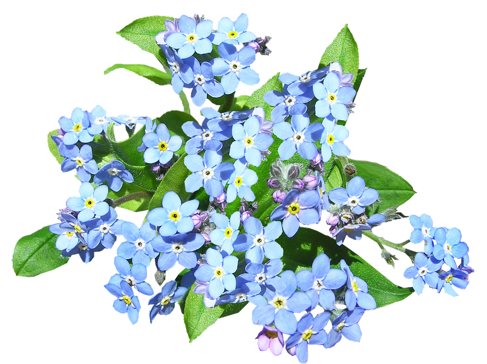 Blue Flowers, Forget Me Not, Plant - Forget Me Not, Transparent background PNG HD thumbnail