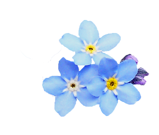 Contact. The Forget Me Not Cottage - Forget Me Not, Transparent background PNG HD thumbnail