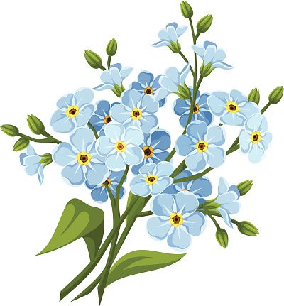 Forget Me Not Clip Art, Vector Images U0026 Illustrations   Istock - Forget Me Not, Transparent background PNG HD thumbnail