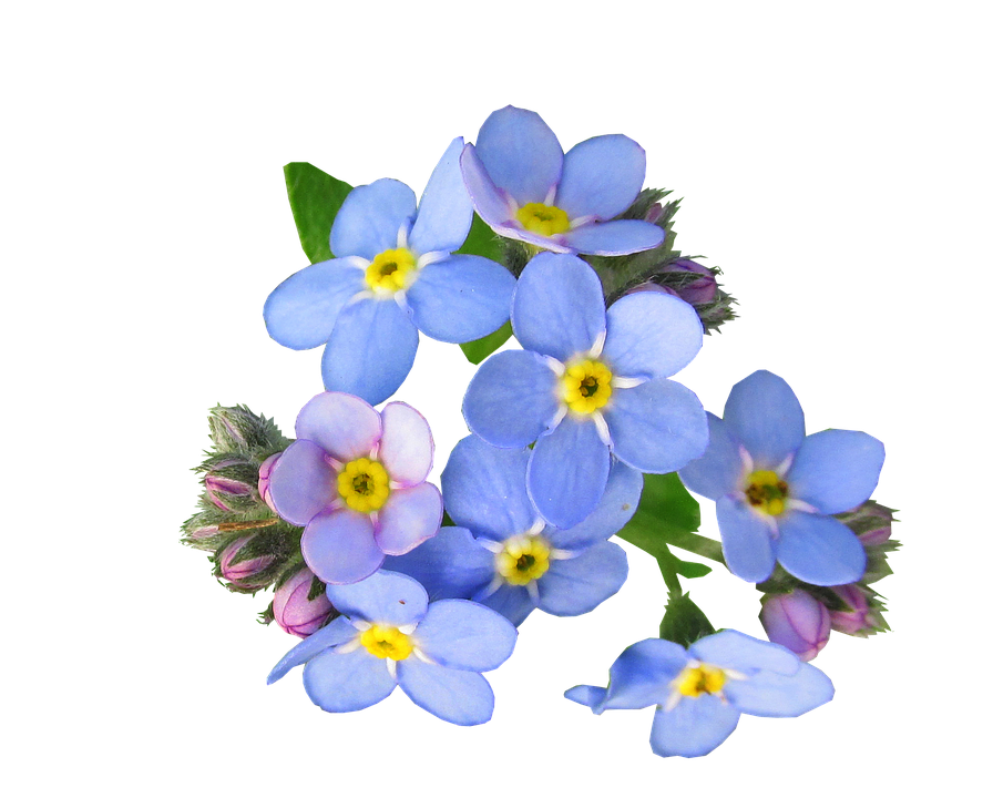 Forget Me Not Png Hd - Forget, Me, Not, Cut, Out, Transparent background PNG HD thumbnail
