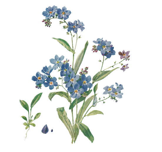 Forget Me Not Png File - Forget Me Not, Transparent background PNG HD thumbnail