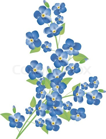 Stock Vector Of U0027Illustration Of The Forget Me Not Flowers Over White Background - Forget Me Not, Transparent background PNG HD thumbnail