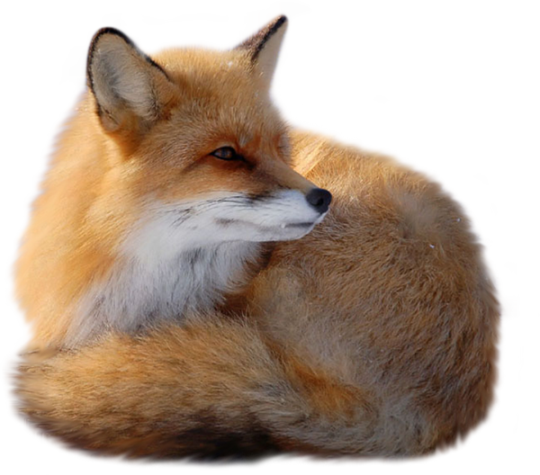Fox Png 7 Png Image - Fox, Transparent background PNG HD thumbnail