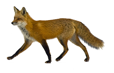 Fox Transparent Background Image.png - Fox, Transparent background PNG HD thumbnail