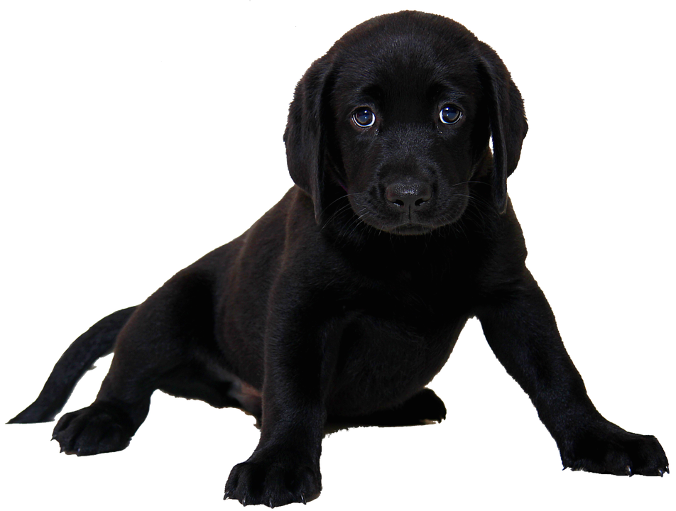 Isolated Labrador Dog Animal Purebred Dog Puppy - Black And White Of Dogs, Transparent background PNG HD thumbnail