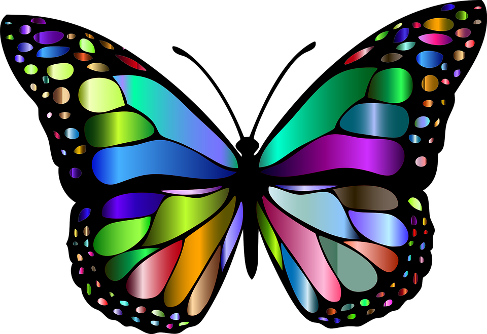 Orange butterfly PNG image, b