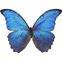 Butterfly Png Image Png Image - Butterfly, Transparent background PNG HD thumbnail