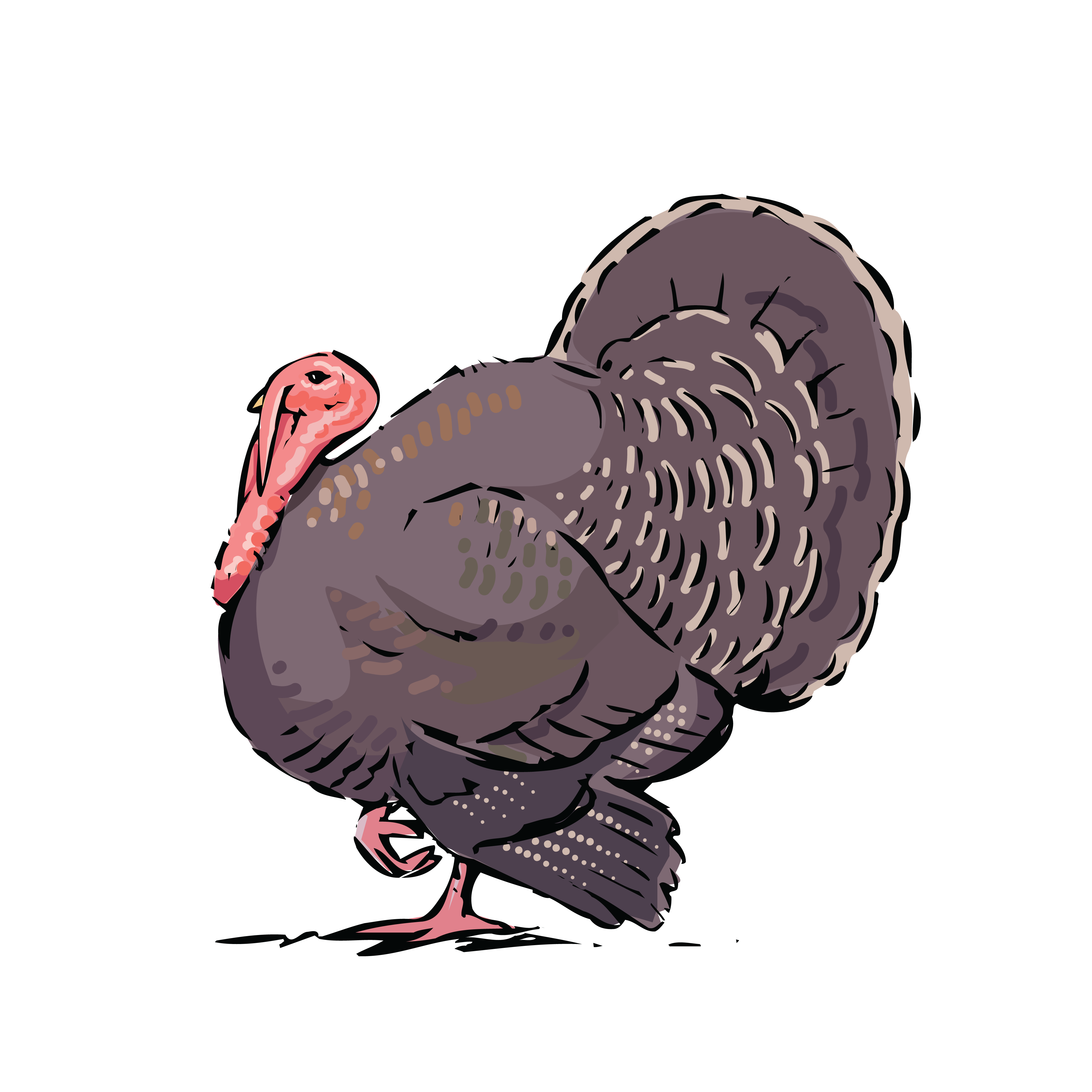 Free Clipart Of A Turkey Bird #0001704 . - Turkey Bird, Transparent background PNG HD thumbnail