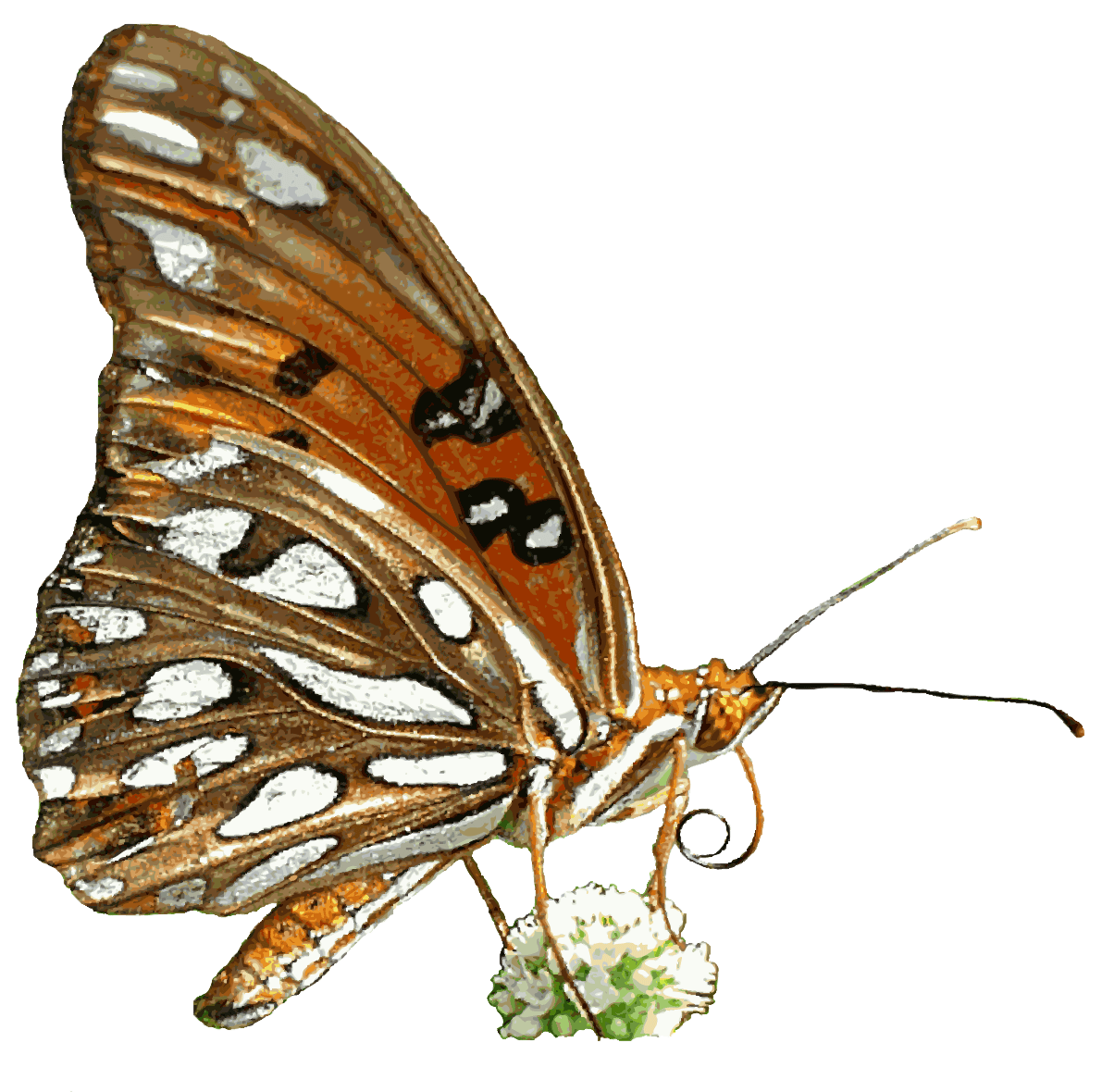 Gulf Fritillary Butterfly, Transparent Background Png - Gifs And, Transparent background PNG HD thumbnail