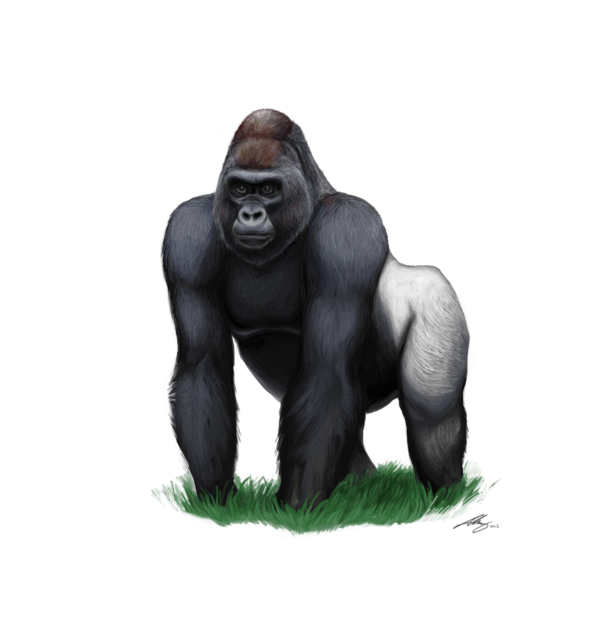 Free Gorilla Png - Gorilla Download Png, Transparent background PNG HD thumbnail