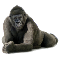 Free Gorilla Png - Gorilla Free Png Image Png Image, Transparent background PNG HD thumbnail