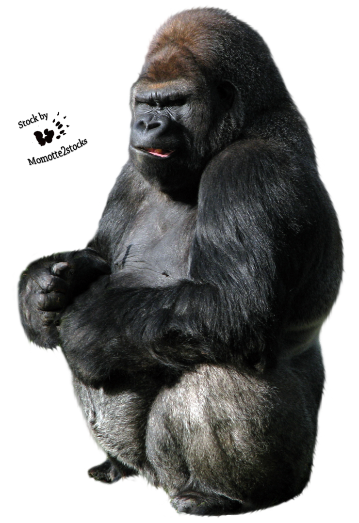 Gorilla Png - Gorilla, Transparent background PNG HD thumbnail