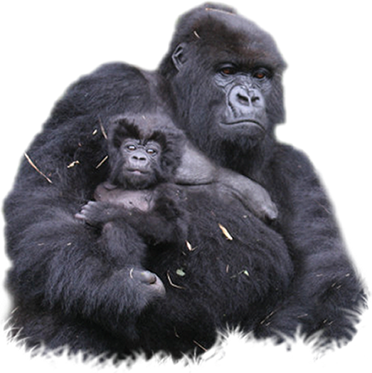 Gorilla Png Clipart - Gorilla, Transparent background PNG HD thumbnail