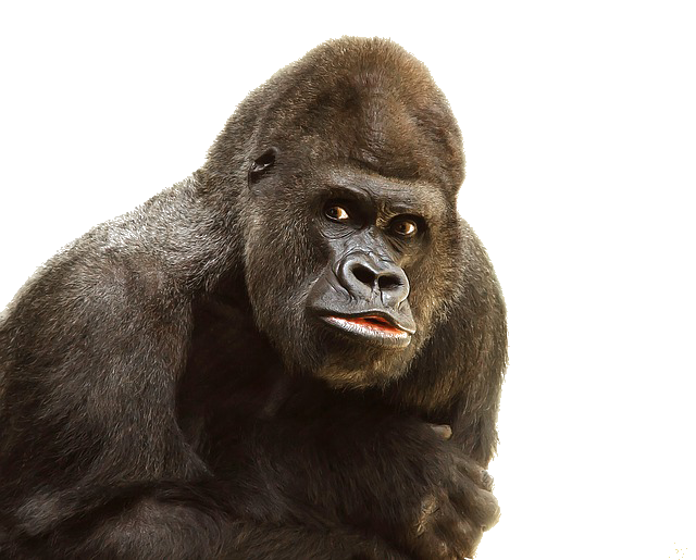 Free Gorilla Png - Gorilla Png File, Transparent background PNG HD thumbnail