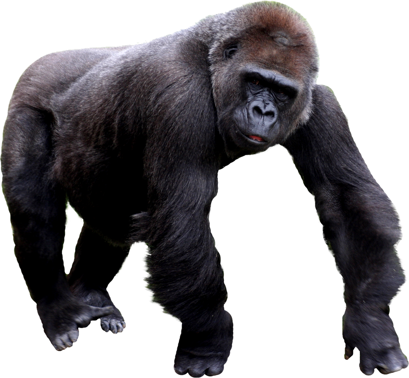 Free Gorilla Png - Gorilla Png Image #37869, Transparent background PNG HD thumbnail