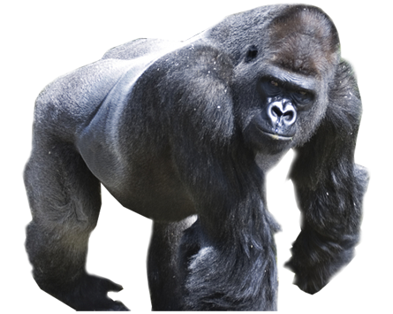 Gorilla Png Picture - Gorilla, Transparent background PNG HD thumbnail