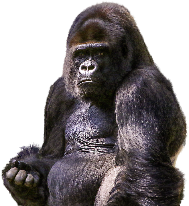 Free Gorilla Png - Gorilla, Primate, Animal, Wild, Zoo, Mammal, Ape, Png, Transparent background PNG HD thumbnail