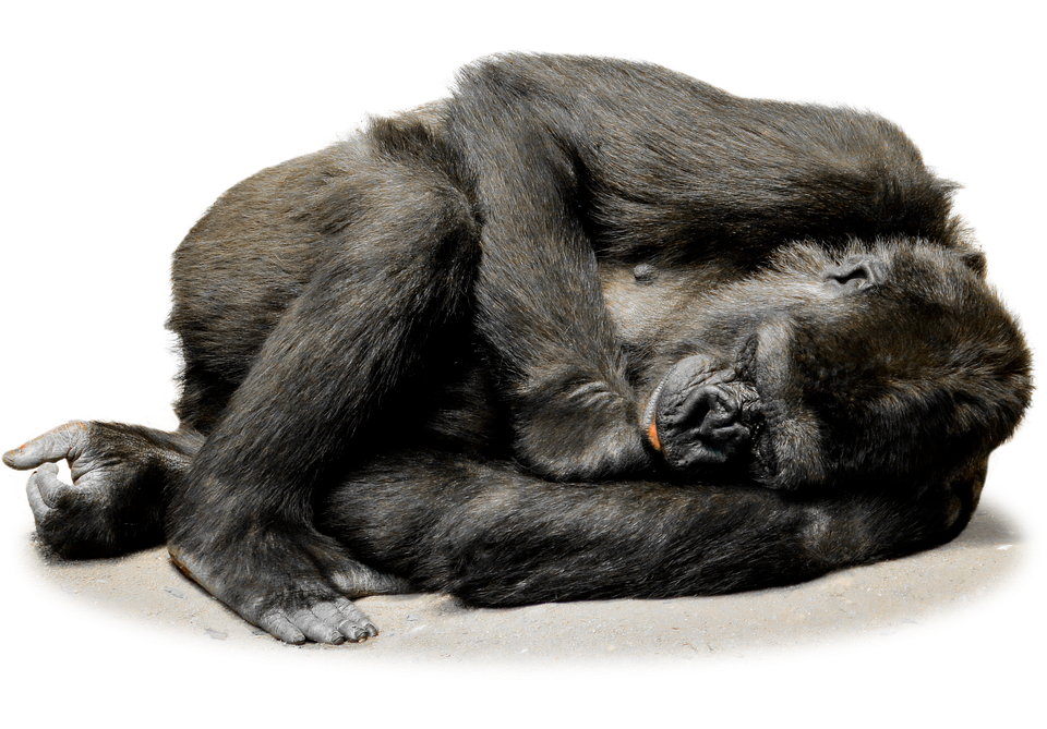 Isolated Gorilla Monkey Face Zoo Mammal Animal - Gorilla, Transparent background PNG HD thumbnail