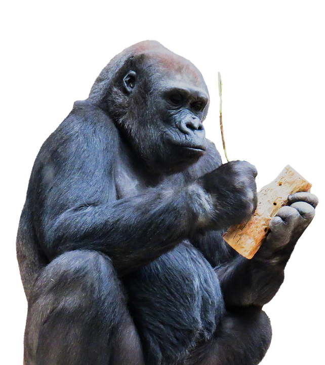 Monkey, Gorilla, Mountain Gorilla, Eat, Tool, Honey - Gorilla, Transparent background PNG HD thumbnail