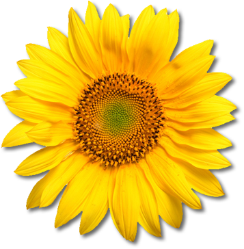 Free Icons Png:sunflowers Png - Sunflowers, Transparent background PNG HD thumbnail