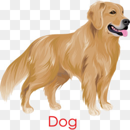 Golden Retriever Dog, Golden, Hand Painted, Photo Png And Vector - Labrador Retriever, Transparent background PNG HD thumbnail