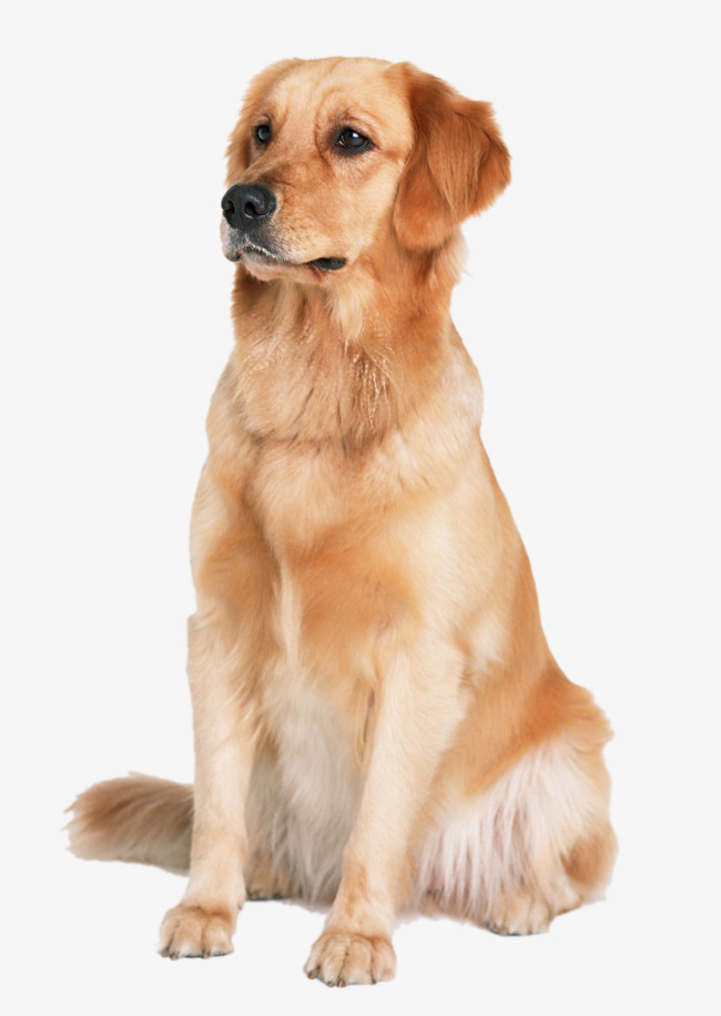 Golden Retriever Dog, Pet Dog, Animal Material, Golden Png Image And Clipart - Labrador Retriever, Transparent background PNG HD thumbnail